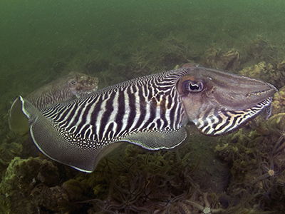 Zeekat. Foto M. Haarsma